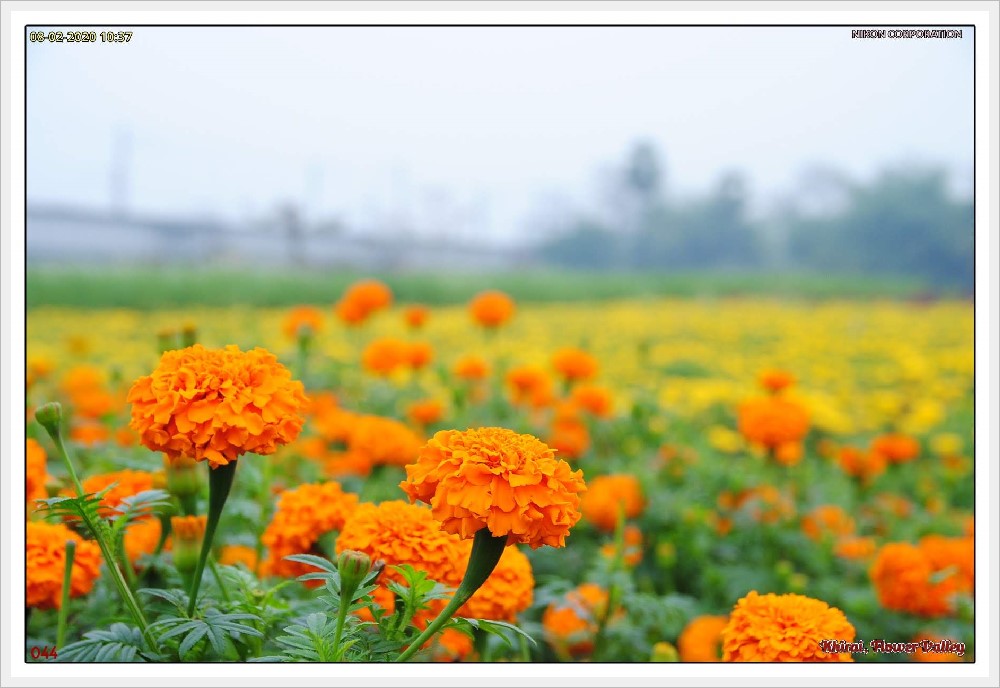 C:\Users\Jawed Ahmed\Pictures\screenshots\2021-12-01 17_51_51-Tollygunge Metro to Khirai Flower Garden - Google Maps — Mozilla Firefox.jpg
