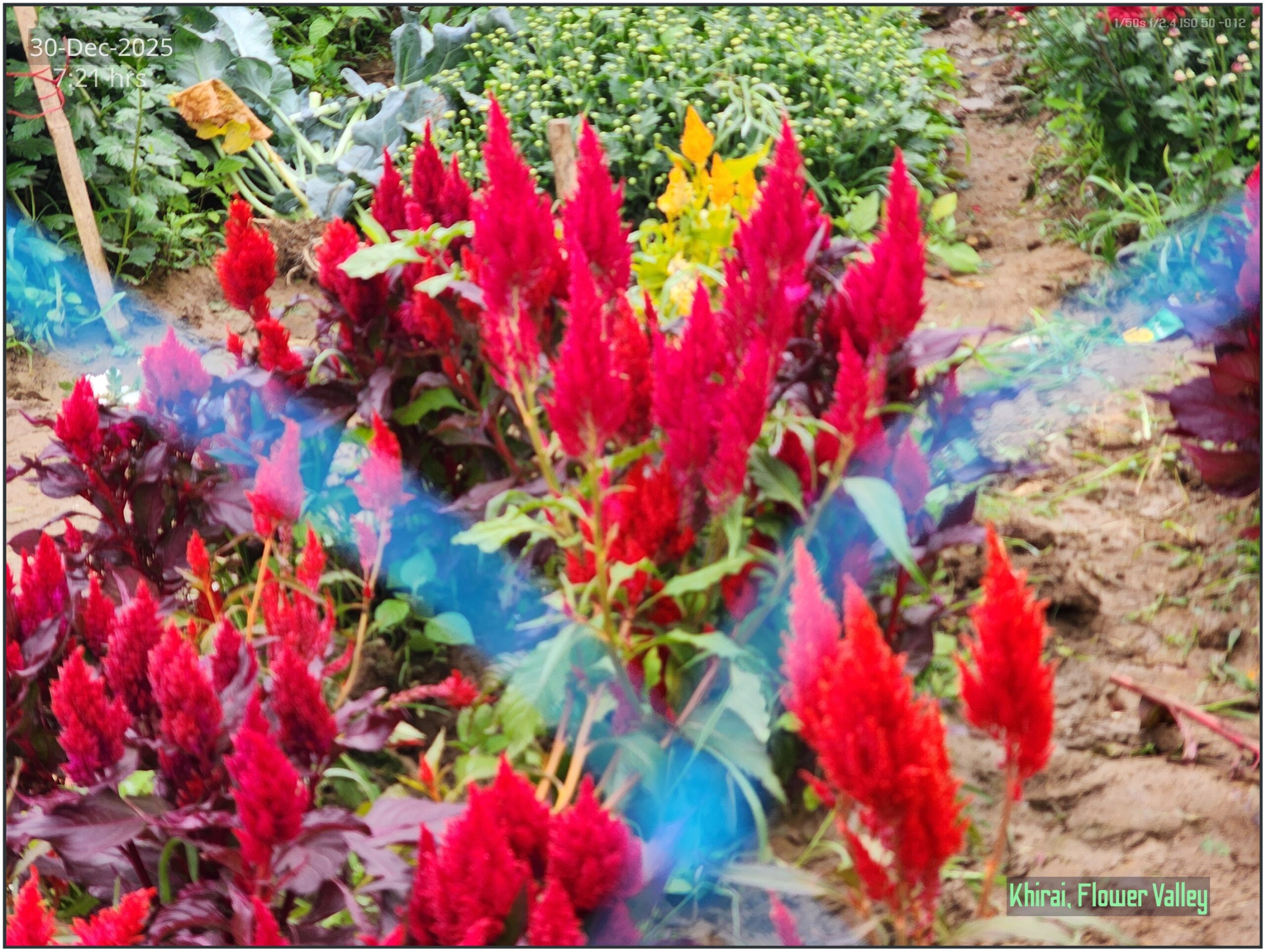 Khirai Flower Valley, Flower Images by Jawed Ahmed, www.jawed.in