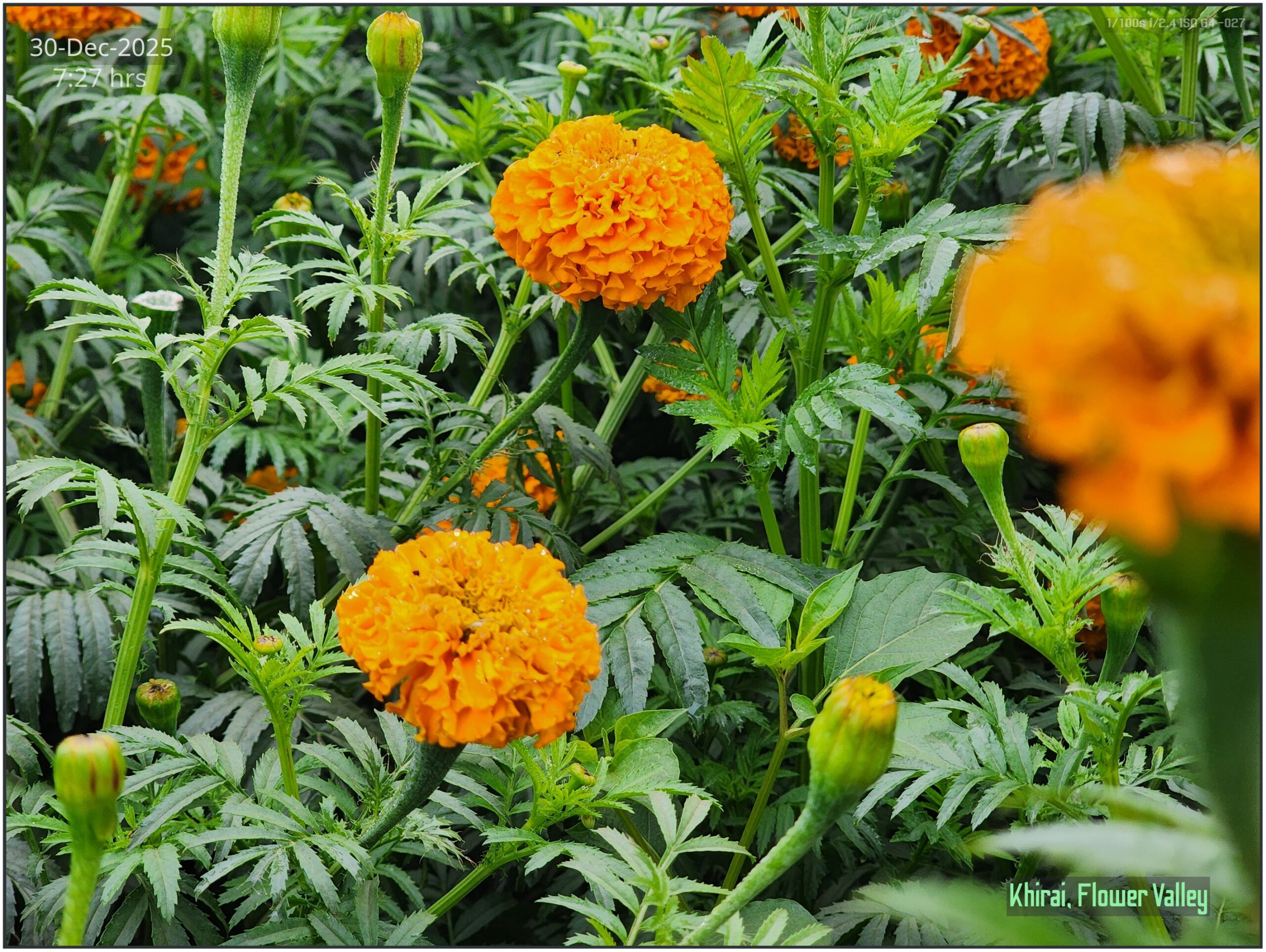 Khirai Flower Valley, Flower Images by Jawed Ahmed, www.jawed.in