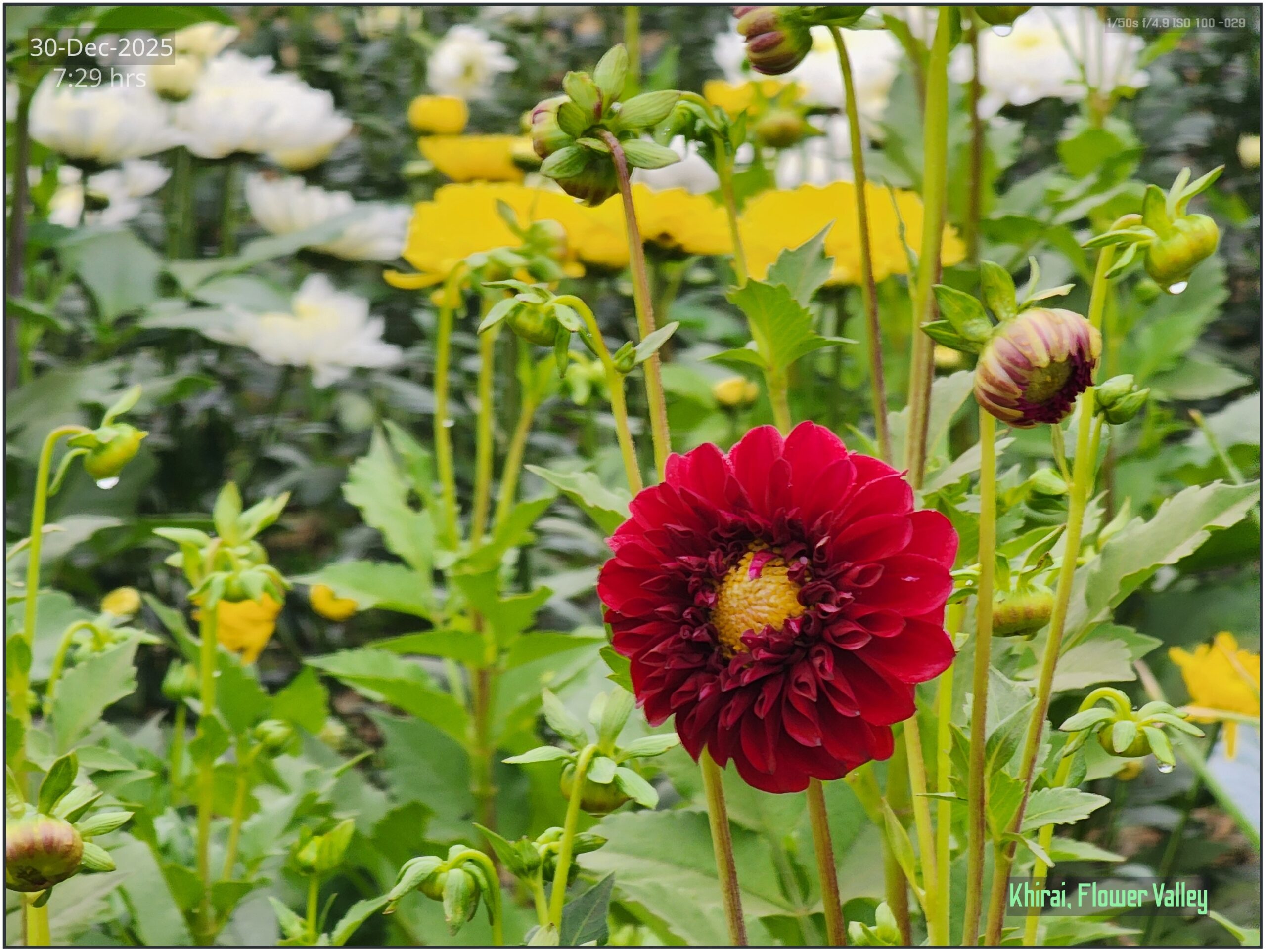Khirai Flower Valley, Flower Images by Jawed Ahmed, www.jawed.in