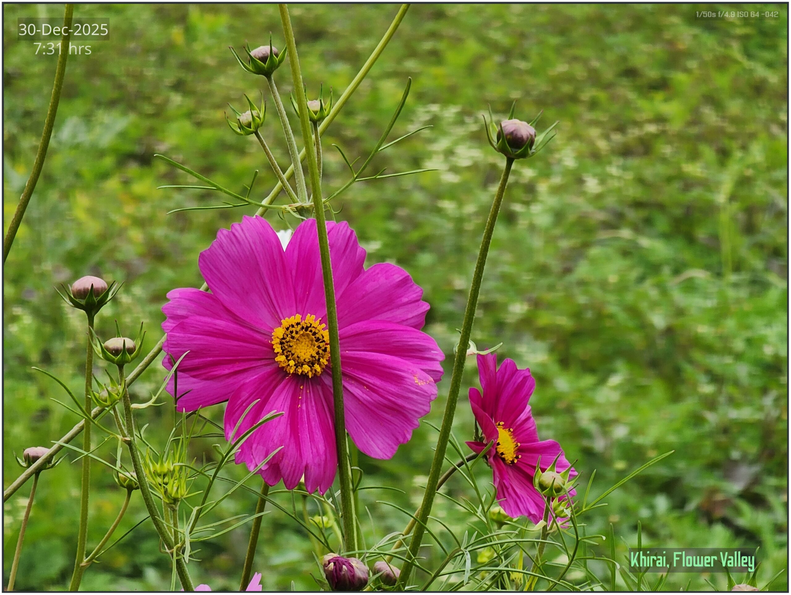 Khirai Flower Valley, Flower Images by Jawed Ahmed, www.jawed.in