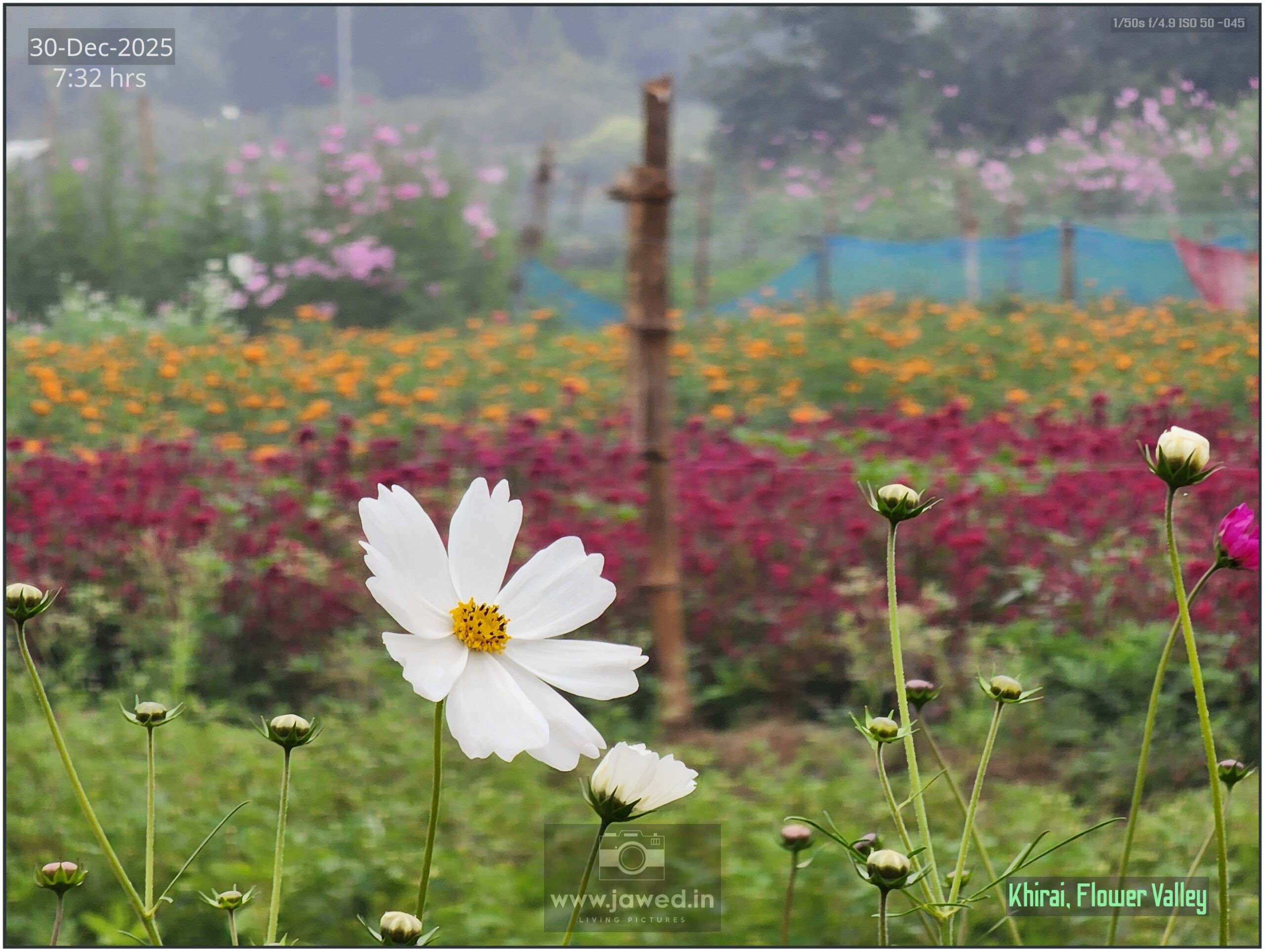 Khirai Flower Valley, Flower Images by Jawed Ahmed, www.jawed.in