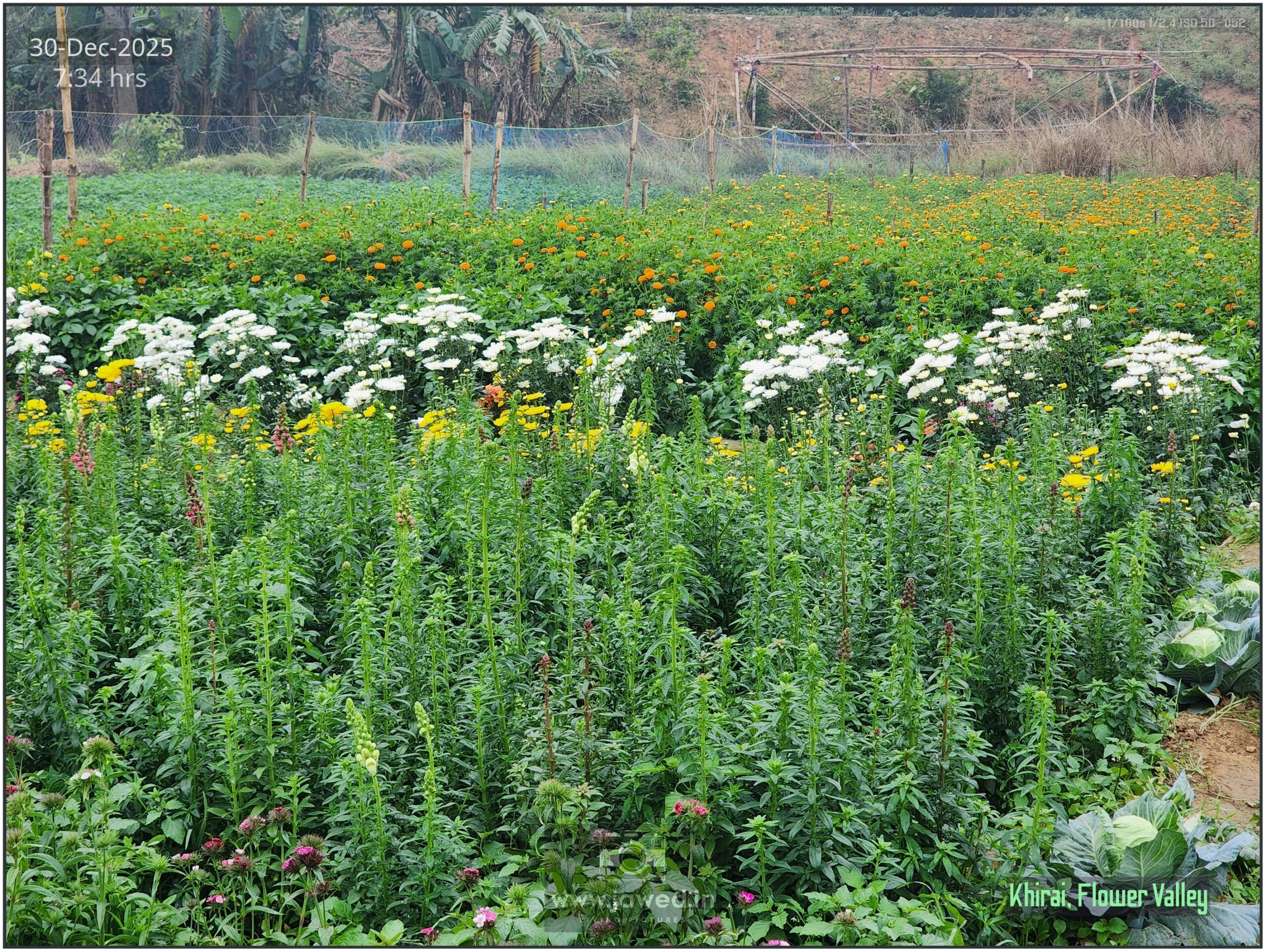 Khirai Flower Valley, Flower Images by Jawed Ahmed, www.jawed.in