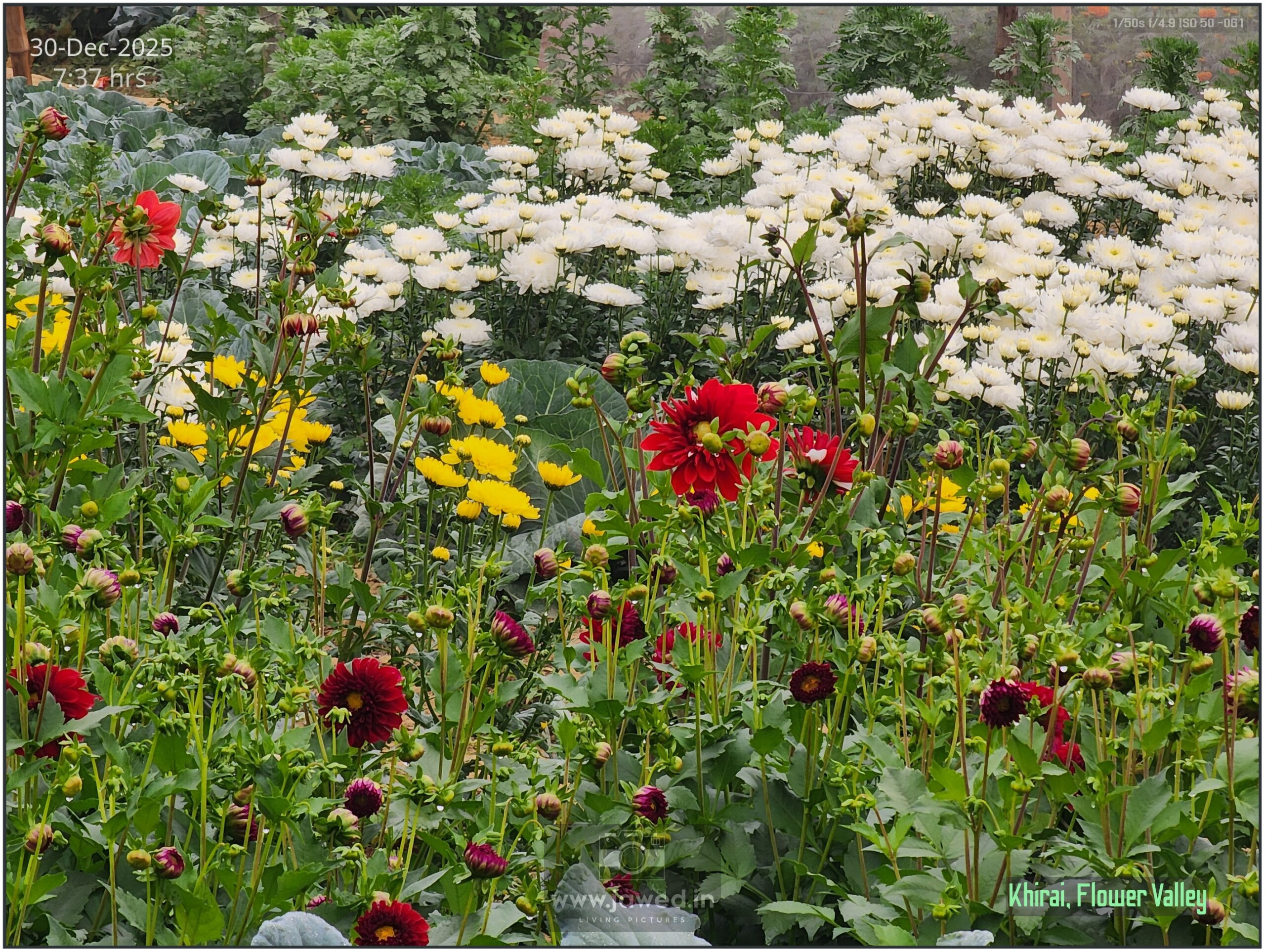 Khirai Flower Valley, Flower Images by Jawed Ahmed, www.jawed.in