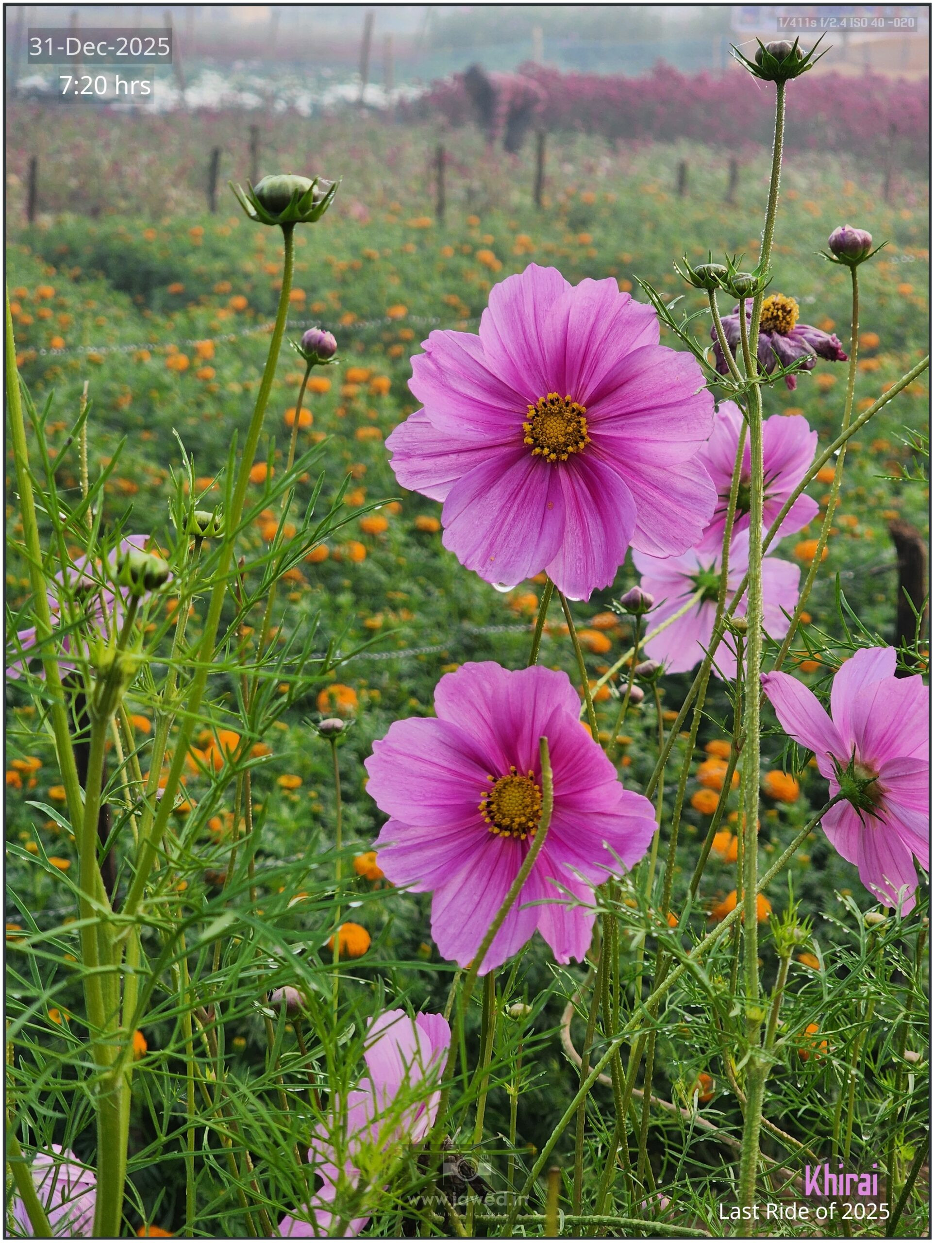 Khirai Flower Valley, Flower Images by Jawed Ahmed, www.jawed.in