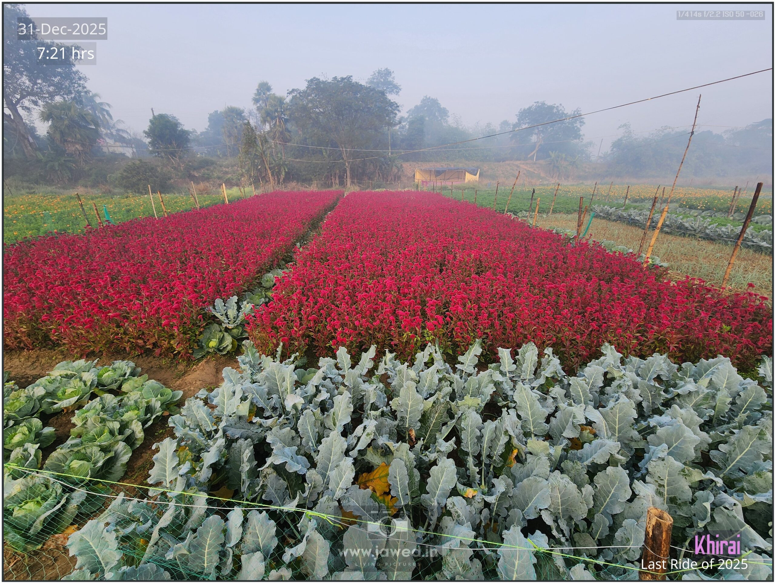 Khirai Flower Valley, Flower Images by Jawed Ahmed, www.jawed.in