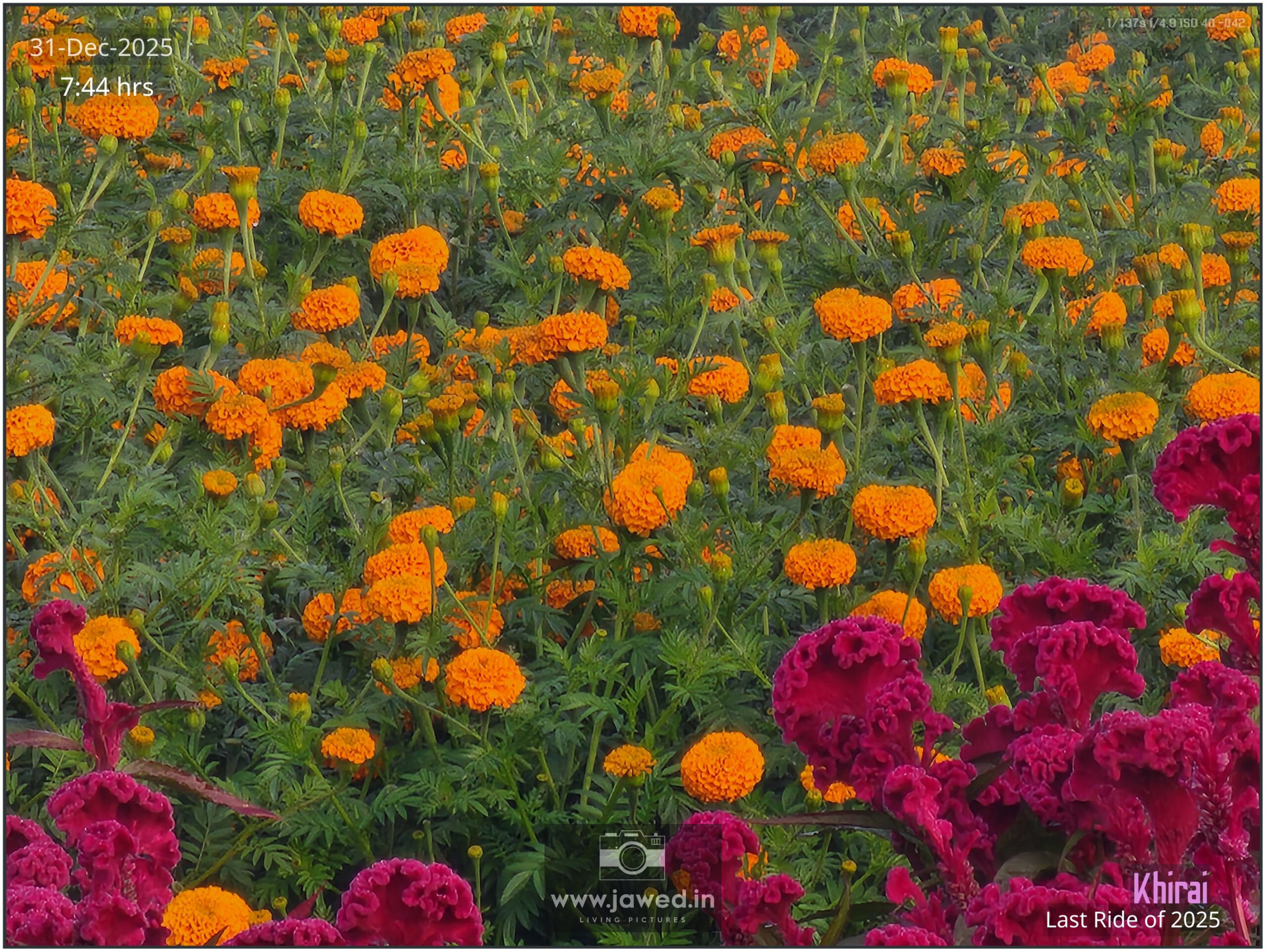 Khirai Flower Valley, Flower Images by Jawed Ahmed, www.jawed.in