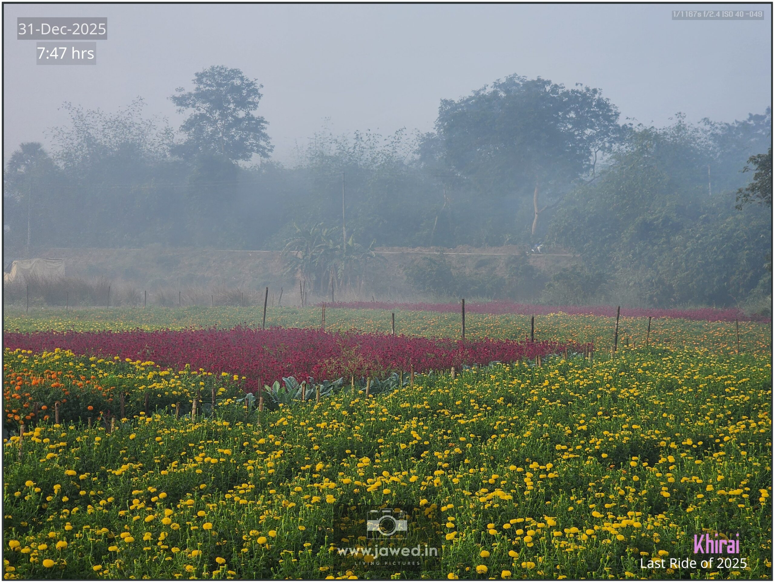 Khirai Flower Valley, Flower Images by Jawed Ahmed, www.jawed.in